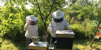 Badanie: farmy wiatrowe nie szkodzą pszczołom