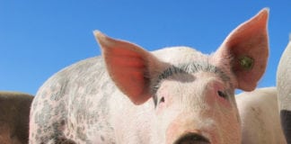 Skup tuczników: jest szansa na odwrócenie trendu cenowego w kraju