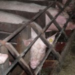 Cichy przepis, wielki problem! Nowe plany gmin mogą zablokować rozwój gospodarstw