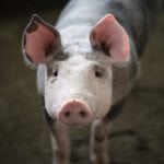 ASF w Belgii zagrożeniem dla sektora wieprzowiny UE świnia asf