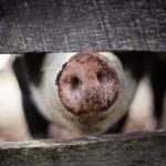 Złe wieści dla hodowców świń. Analitycy nie pozostawiają złudzeń