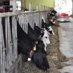 Wycofanie biopaliw spowoduje zwiększenie importu paszy dla zwierząt