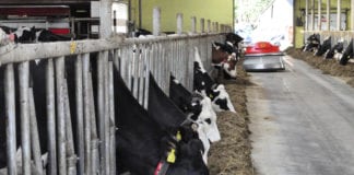 ARiMR: kończą się nabory wniosków o dopłaty, na modernizację i tworzenie grup