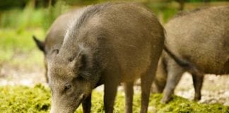 Walka z ASF w Niemczech – czego możemy się nauczyć?