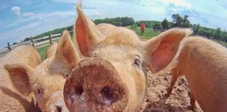 Badania potwierdzają wysoki potencjał zastosowania pasz rzepakowych w żywieniu świń