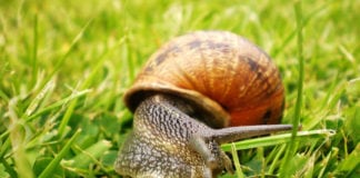 Na Warmii i Mazurach rusza sezon na pozyskanie ślimaka winniczka
