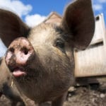 NIE dla obniżenia dopuszczalnego poziomu cynku w paszach dla świń