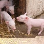 ASF w powiecie biłgorajskim – wprowadzono strefy ochronne