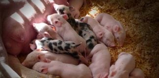 Rolnicy żądają wyrównania dochodów dla producentów świń ze stref ASF