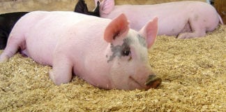 Koronawirus wpływa na spadek popytu na wieprzowinę
