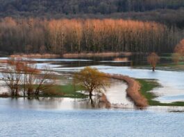 Ponad 44 mln zł rekompensat na kontach rolników z terenów popowodziowych