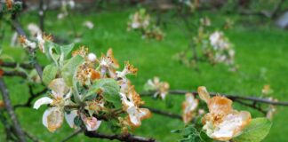 Pieniądze dla poszkodowanych sadowników, plantatorów truskawek lub krzewów owocowych