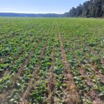 AGRO Ubezpieczenia rozpoczęły jesienną sprzedaż ubezpieczeń upraw