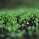 Biologiczna uprawa z dodatkiem – nowe wsparcie dla rolników w 2025 roku