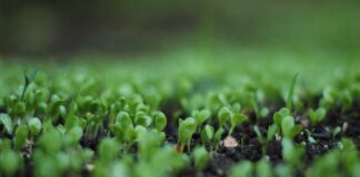 Biologiczna uprawa z dodatkiem – nowe wsparcie dla rolników w 2025 roku