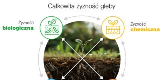 Żyzność gleby – element skutecznej strategii rolniczej