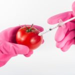 KE: przepisy o GMO wymagają poprawy