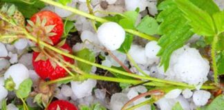 Pomoc dla sadowników, plantatorów truskawek lub krzewów owocowych. Nie wszyscy rolnicy dostaną pieniądze!