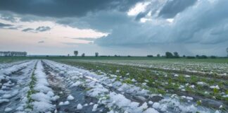 Ruszyła pomoc dla rolników poszkodowanych przez żywioły. Jednak nie dla wszystkich