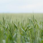 Późne odchwaszczanie zbóż ozimych jesienią