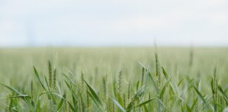 Późne odchwaszczanie zbóż ozimych jesienią