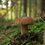 Powódź, a grzyby: ukryte zagrożenia dla zdrowia