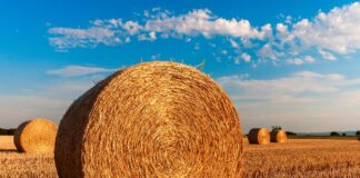 Podsumowanie wydarzeń w rolnictwie i agrobiznesie oraz raport żniwny