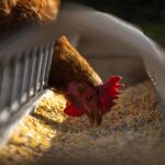 Polacy chcą produktów żywnościowych bez cierpienia zwierząt, są skłonni płacić więcej