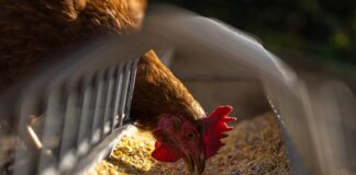 Polacy chcą produktów żywnościowych bez cierpienia zwierząt, są skłonni płacić więcej
