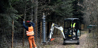 Gotowe ogrodzenia lasów w związku z rozprzestrzenianiem się ASF Ogrodzenie lasów gotowe. Ma zatrzymywać ASF