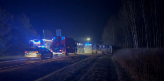 Wypadek ciężarówki ze świniami. Część zwierząt nie przeżyła
