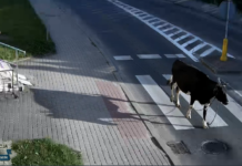 Uciekła z gospodarstwa i ruszyła w miasto. Krowa narobiła rolnikowi kłopotów