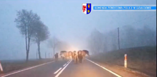 Niebezpieczna sytuacja w Nowy Rok: Konie, kucyki i osioł wędrowały drogą