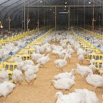 Największa epidemia ptasiej grypy w historii polskiej hodowli – co to oznacza dla rynku drobiowego?