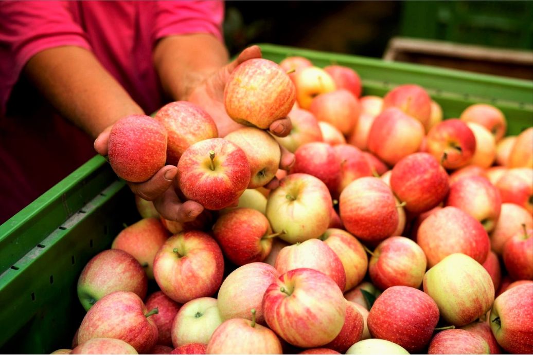 Sadownicy mają ogromny problem. Czy tegoroczny sezon jabłkowy będzie stracony?