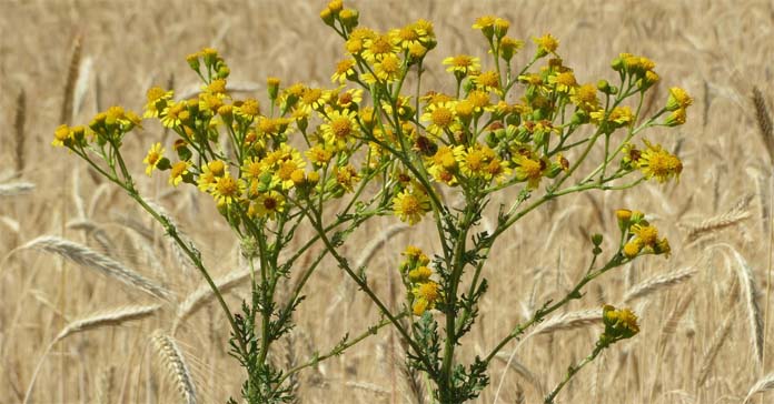 Starzec jakubek, Lasy Państwowe, Jacobaea vulgaris
