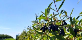 Poznaj jagodę kamczacką – zaproszenie do odwiedzin na plantacji