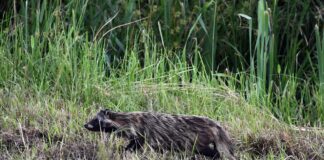 Mazowsze: wścieklizna potwierdzona u psa, jenota i lisów