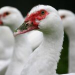 Ptasia grypa powróciła. Olbrzymie stado kaczek do wybicia