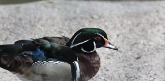Ptasia grypa w warszawskim zoo