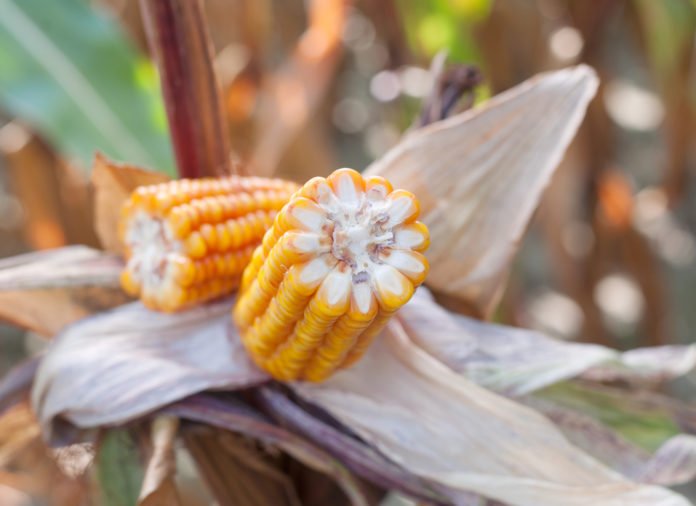 odmiany kukurydzy, SYNGENTA, PROCAM, SAATBAU POLSKA, HODOWLA ROŚLIN SMOLICE, IGP POLSKA, RAGT, PIONEER, SAATEN UNION, CAUSSADE NASIONA, AGROSIMEX, kukurydza, kukurydza na ziarno, kukurydza na kiszonkę