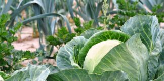 Kapusta runęła, cebula potaniała – co dalej z opłacalnością produkcji?
