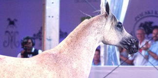 Sukces Pride of Poland