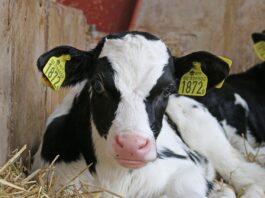 Wyższa premia dla młodych rolników stawiających na produkcję zwierzęcą