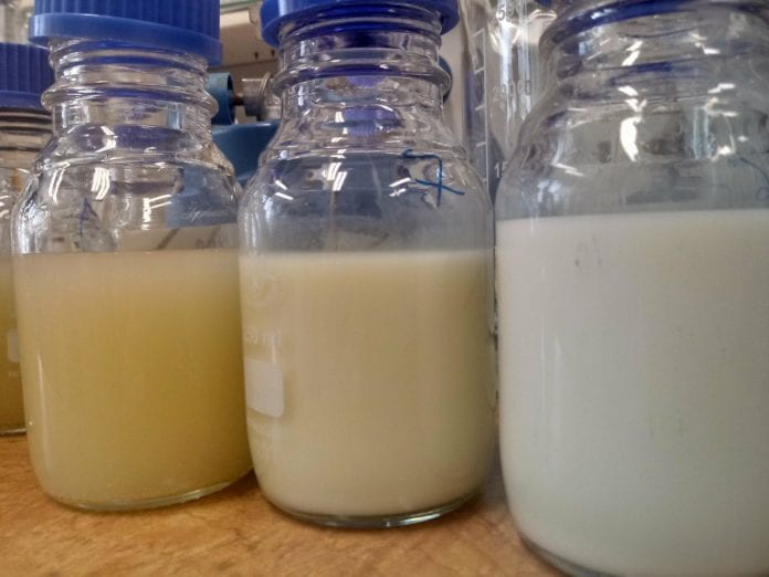 jogurt na bazie prosa, Herbion, Politechnika Warszawska, biotechniologia, żywność