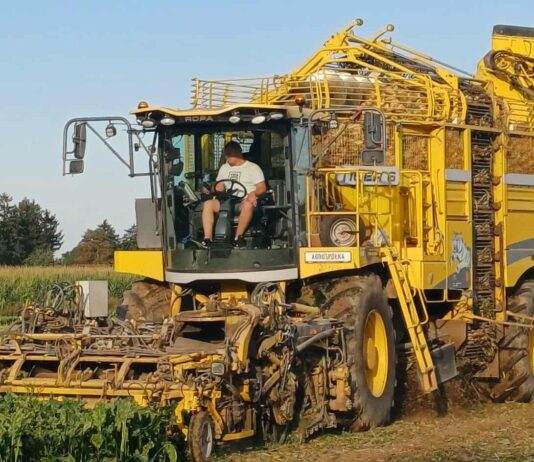Mniej ton z hektara, ale więcej cukru. Nowe informacje z kampanii buraczanej