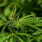 Konopie – zmiany w płatnościach