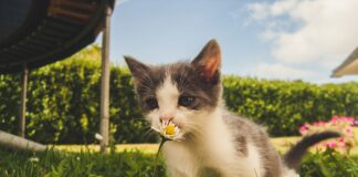 Grypa ptaków u kotów. GIW wydał komunikat