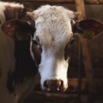 Hodowcy chcą ubezpieczyć zwierzęta od pryszczycy i ptasiej grypy, a nie mogą. WIR interweniuje