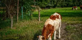 Rekordowy wzrost cen produktów rolnych i kosztów produkcji: Analiza 2019-2024